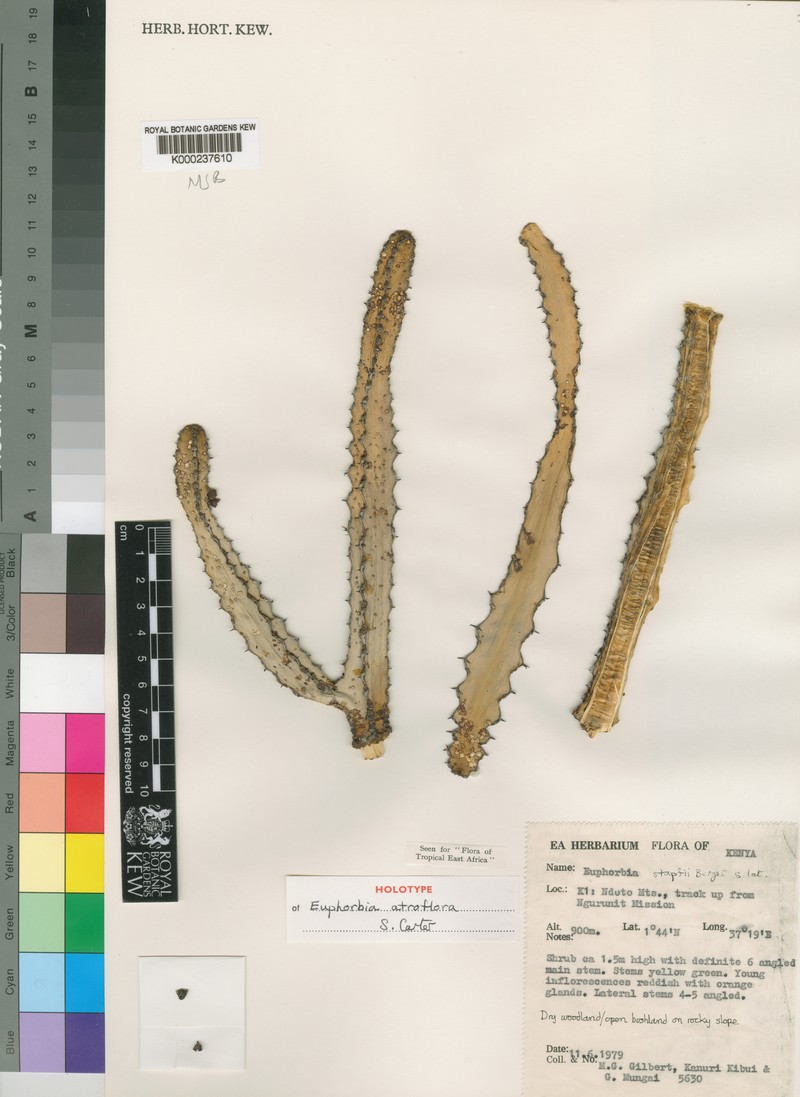 Euphorbia atroflora photo 2