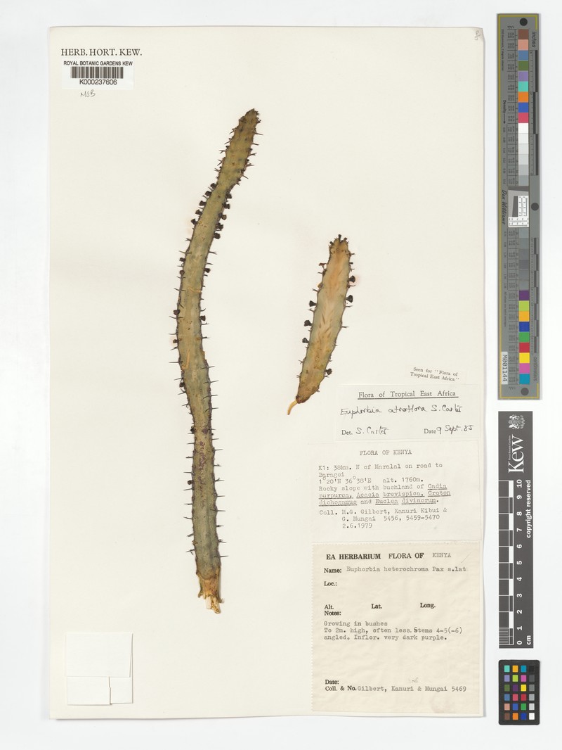 Euphorbia atroflora photo 3