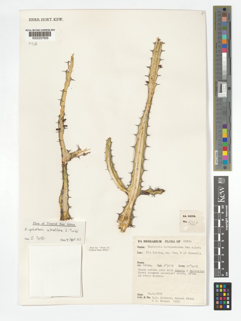 Euphorbia atroflora photo 4