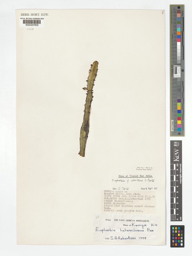 Euphorbia atroflora photo 5