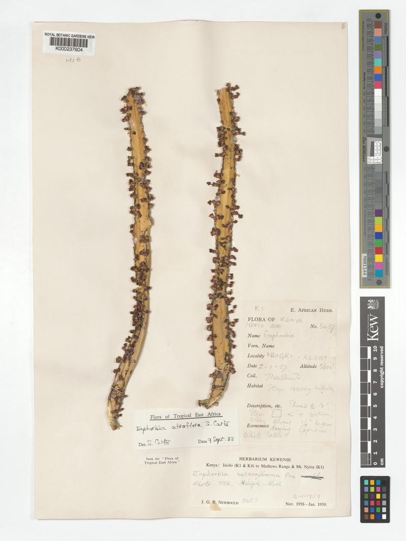 Euphorbia atroflora photo 6