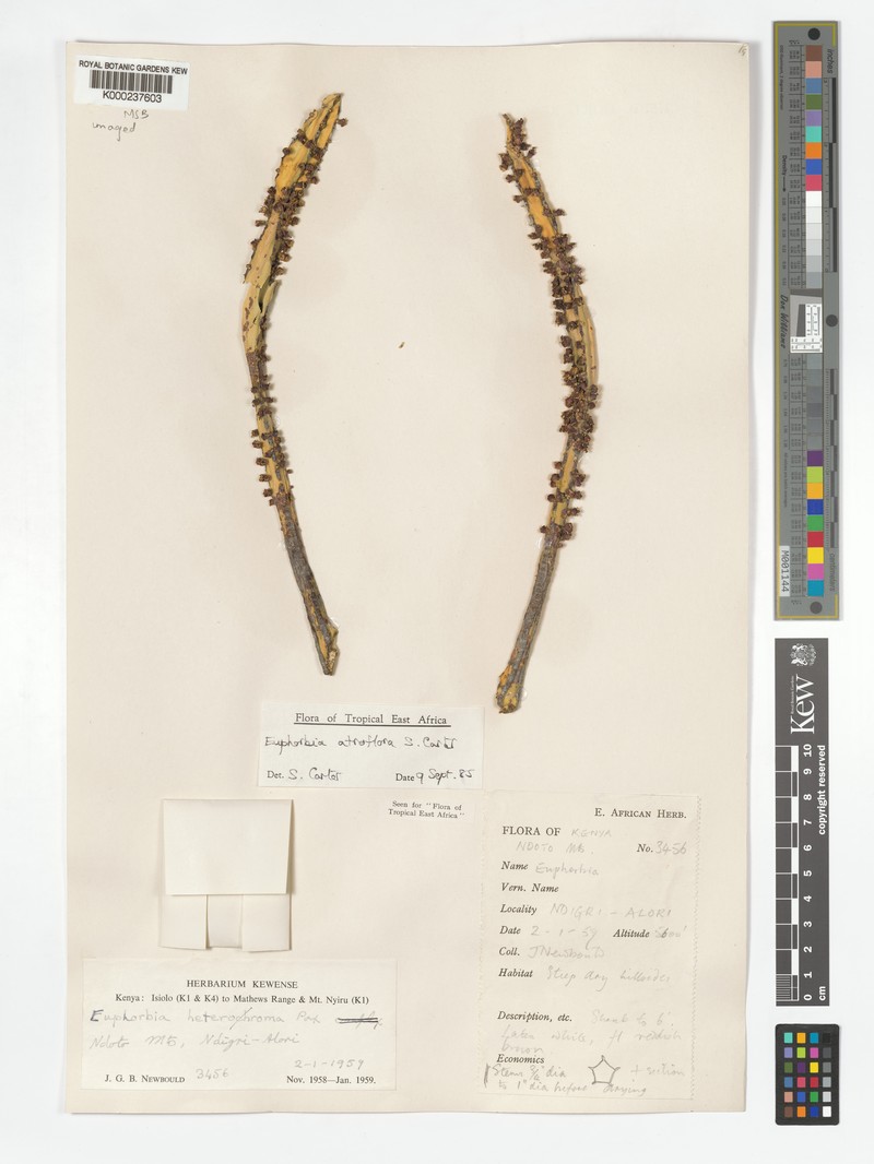 Euphorbia atroflora photo 7