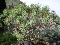 Euphorbia atropurpurea