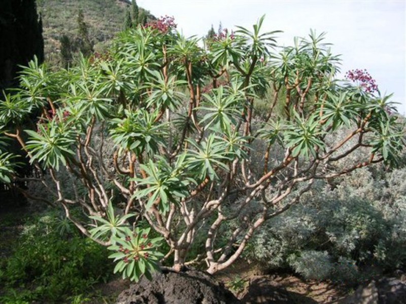 Euphorbia atropurpurea