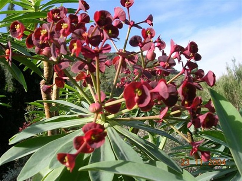 Euphorbia atropurpurea photo 2