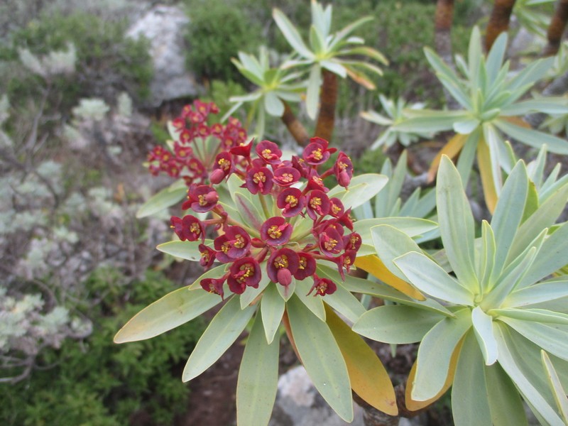 Euphorbia atropurpurea photo 3