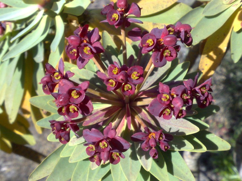 Euphorbia atropurpurea photo 4