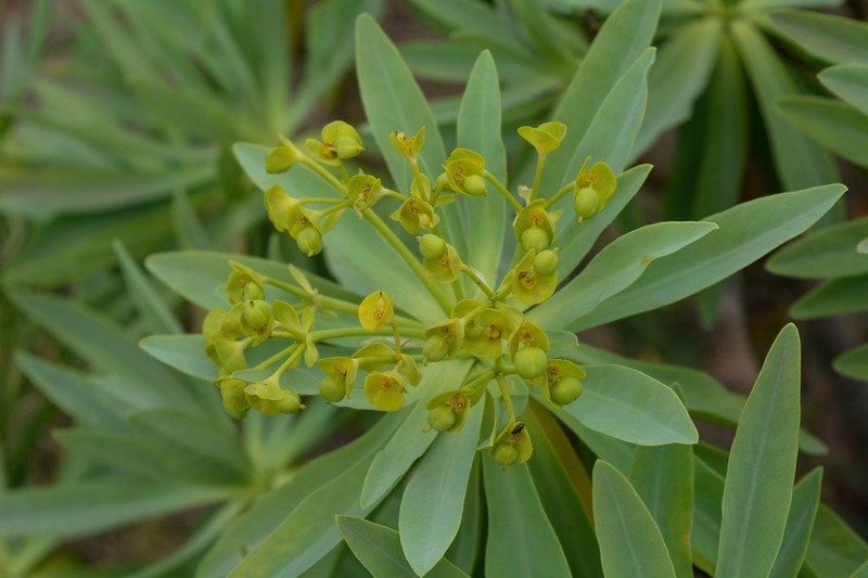 Euphorbia atropurpurea photo 5
