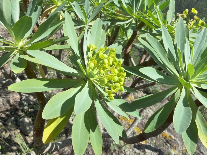 Euphorbia atropurpurea photo 6