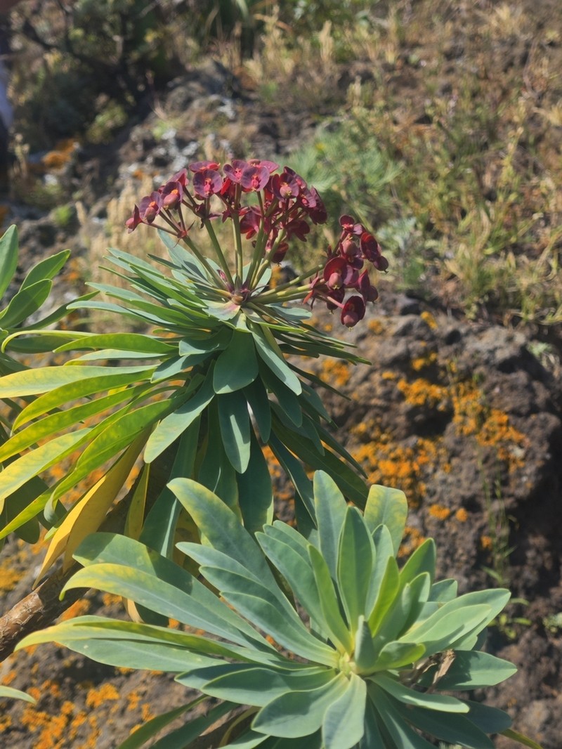 Euphorbia atropurpurea photo 7