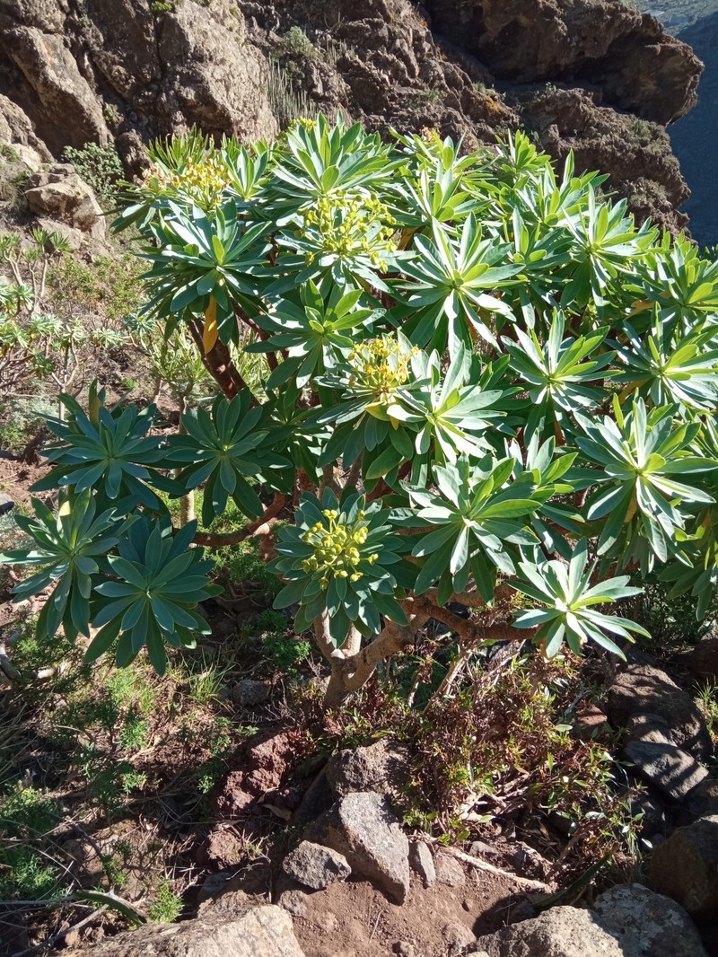 Euphorbia atropurpurea f. lutea