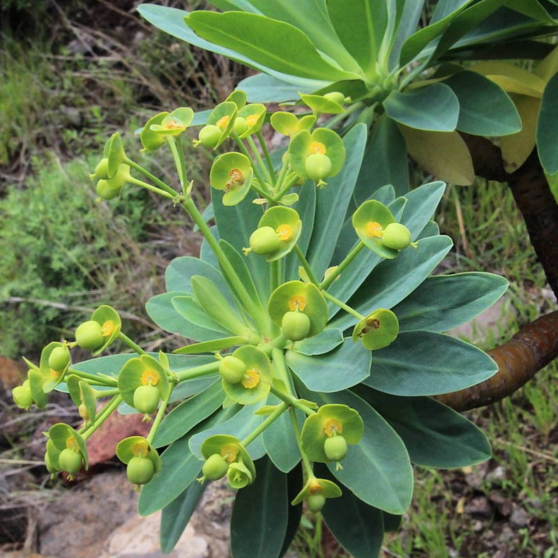 Euphorbia atropurpurea f. lutea photo 2