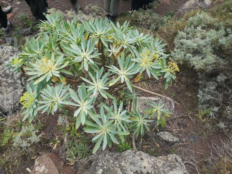 Euphorbia atropurpurea f. lutea photo 3