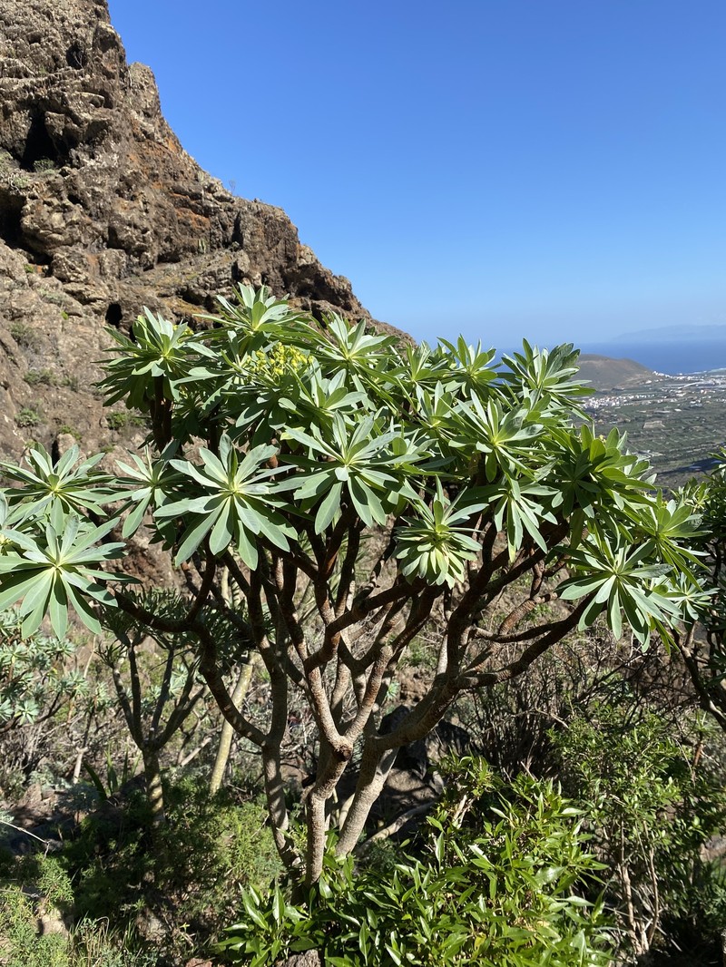 Euphorbia atropurpurea f. lutea photo 5