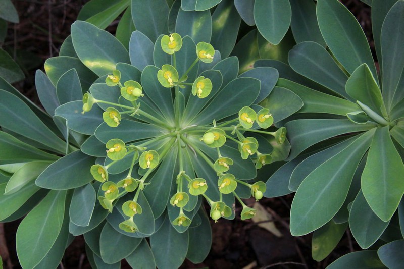 Euphorbia atropurpurea f. lutea photo 6