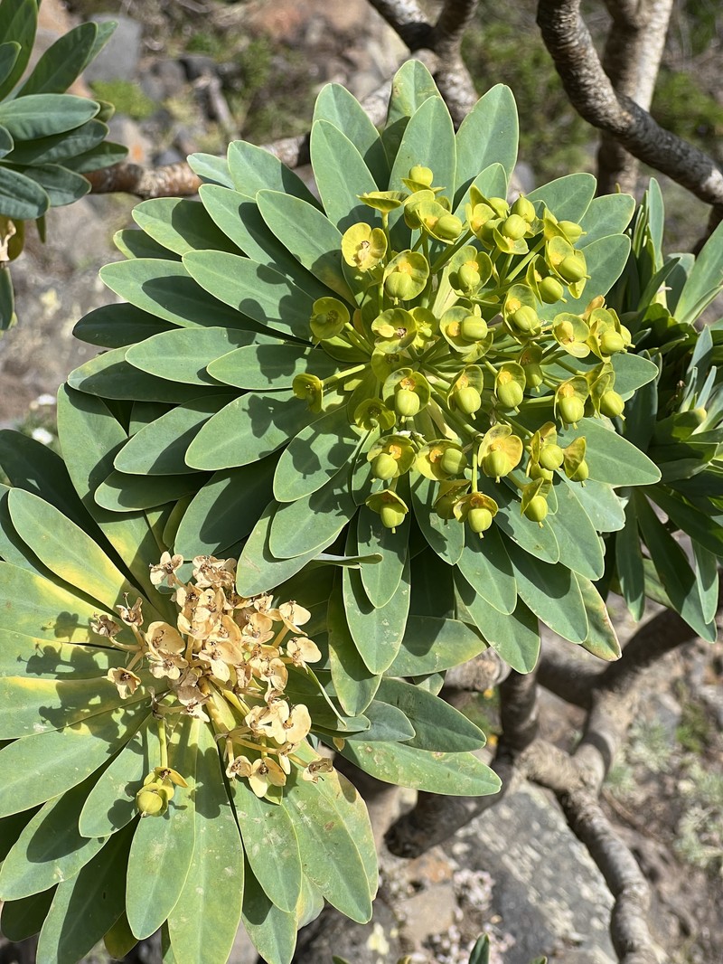 Euphorbia atropurpurea f. lutea photo 7