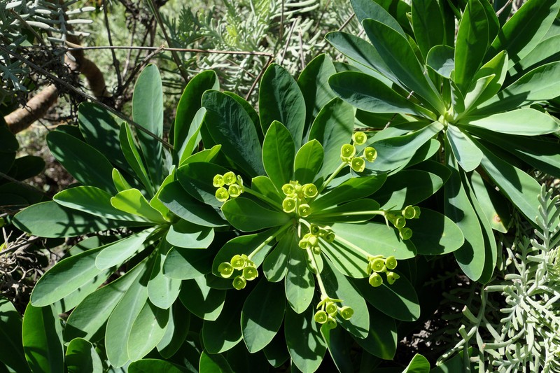 Euphorbia atropurpurea f. lutea photo 8
