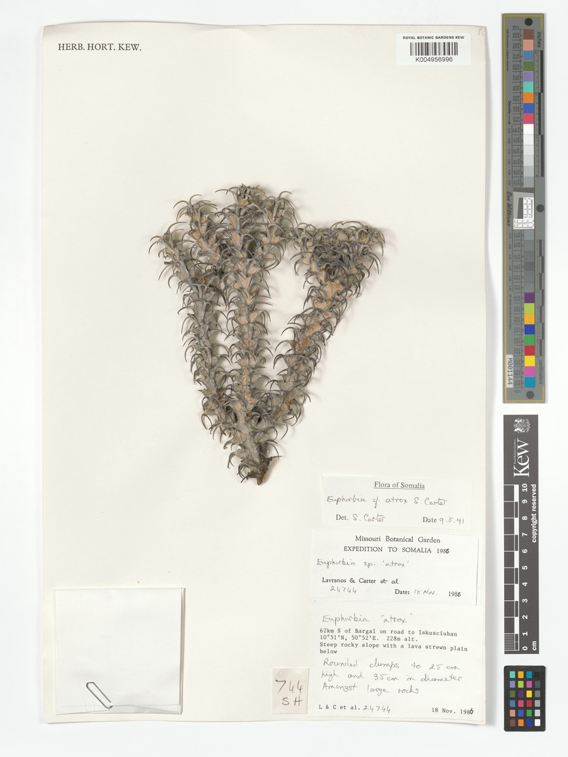 Euphorbia atrox photo 2