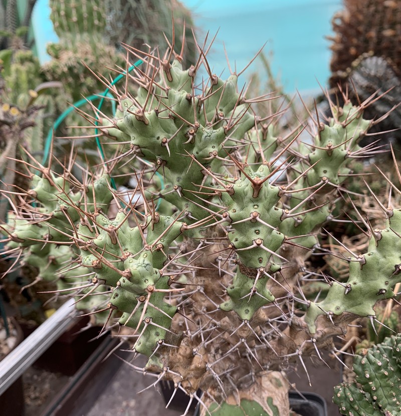 Euphorbia atrox