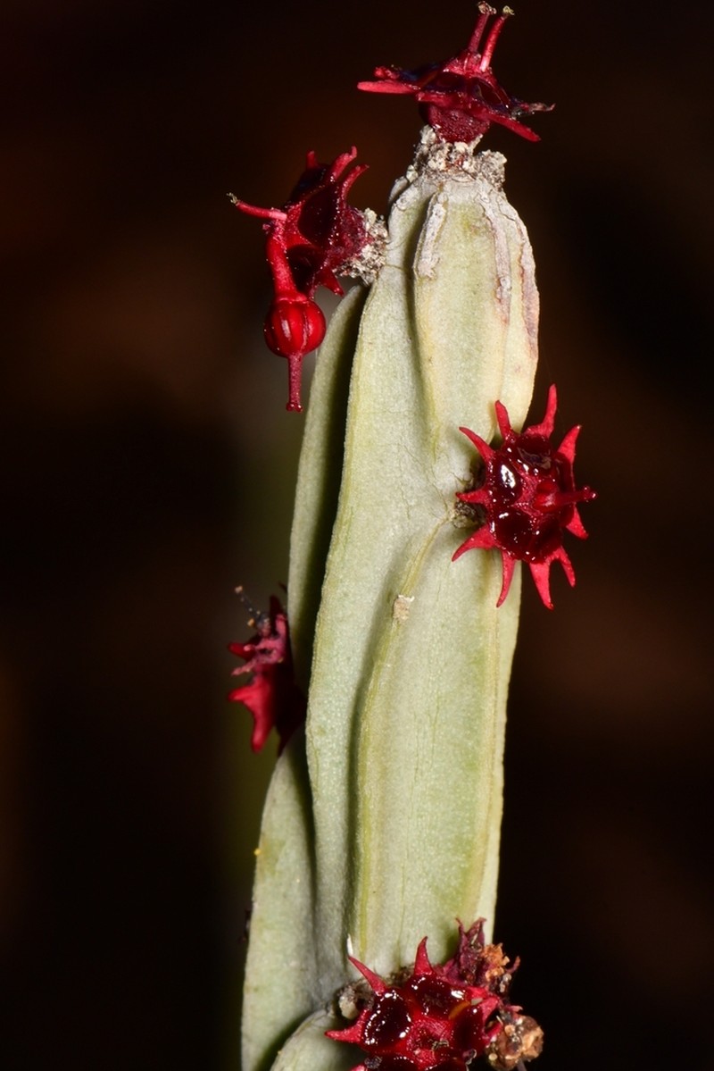 Euphorbia attastoma
