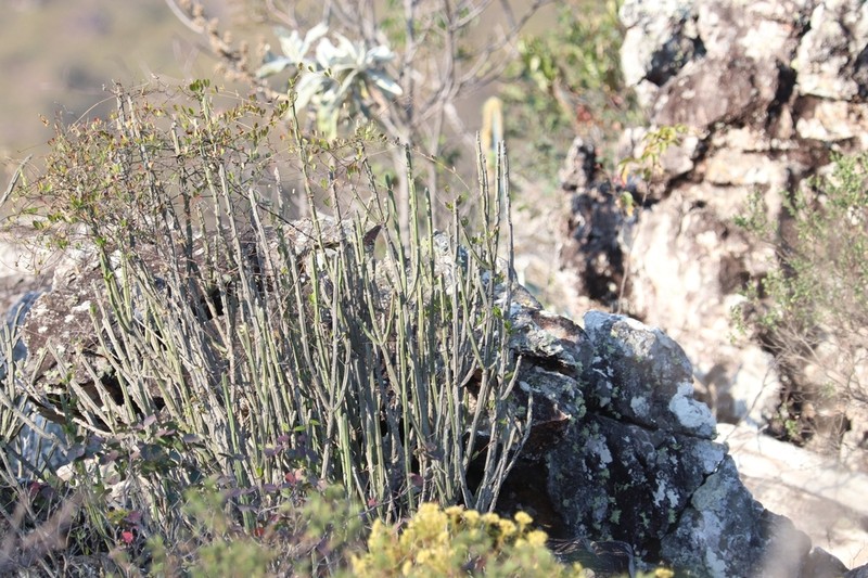 Euphorbia attastoma photo 2