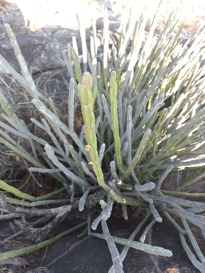 Euphorbia attastoma photo 3