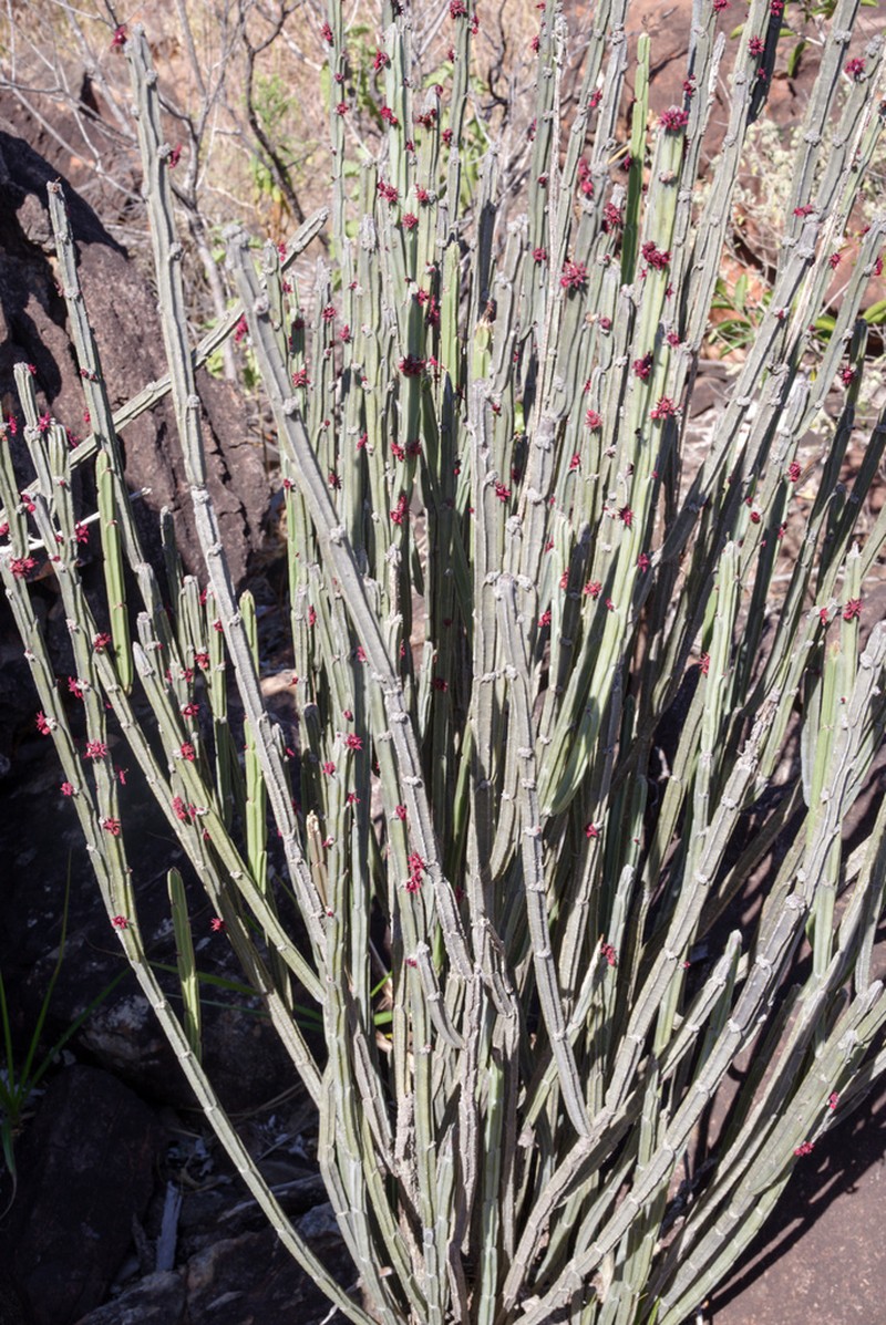 Euphorbia attastoma photo 4