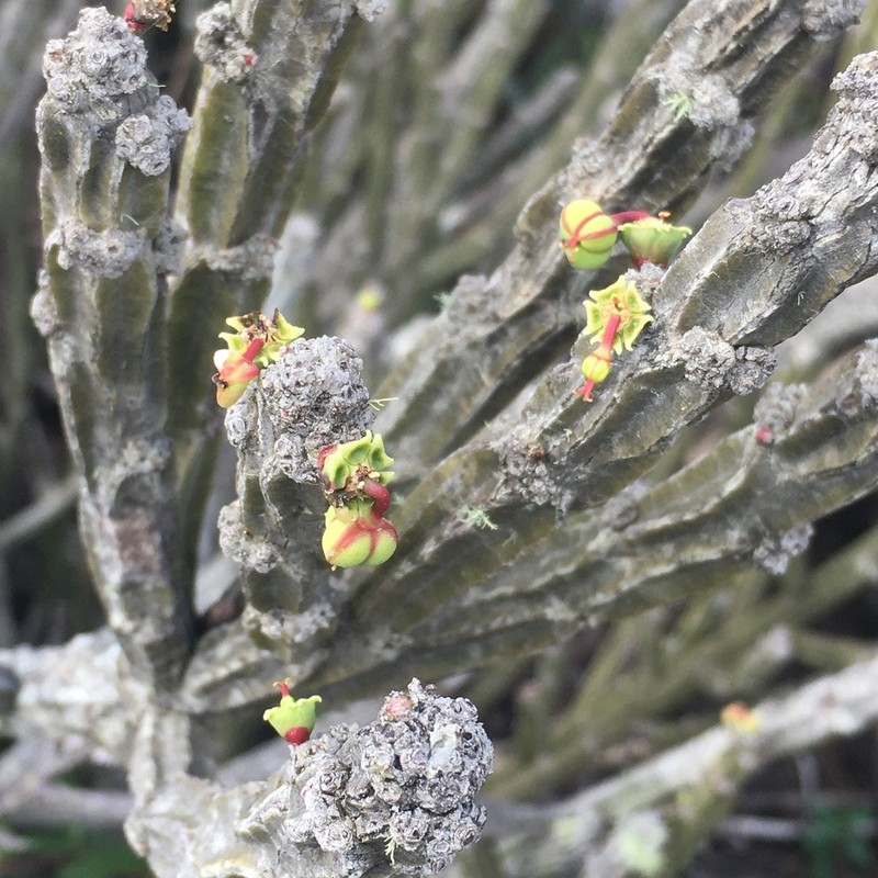 Euphorbia attastoma photo 5