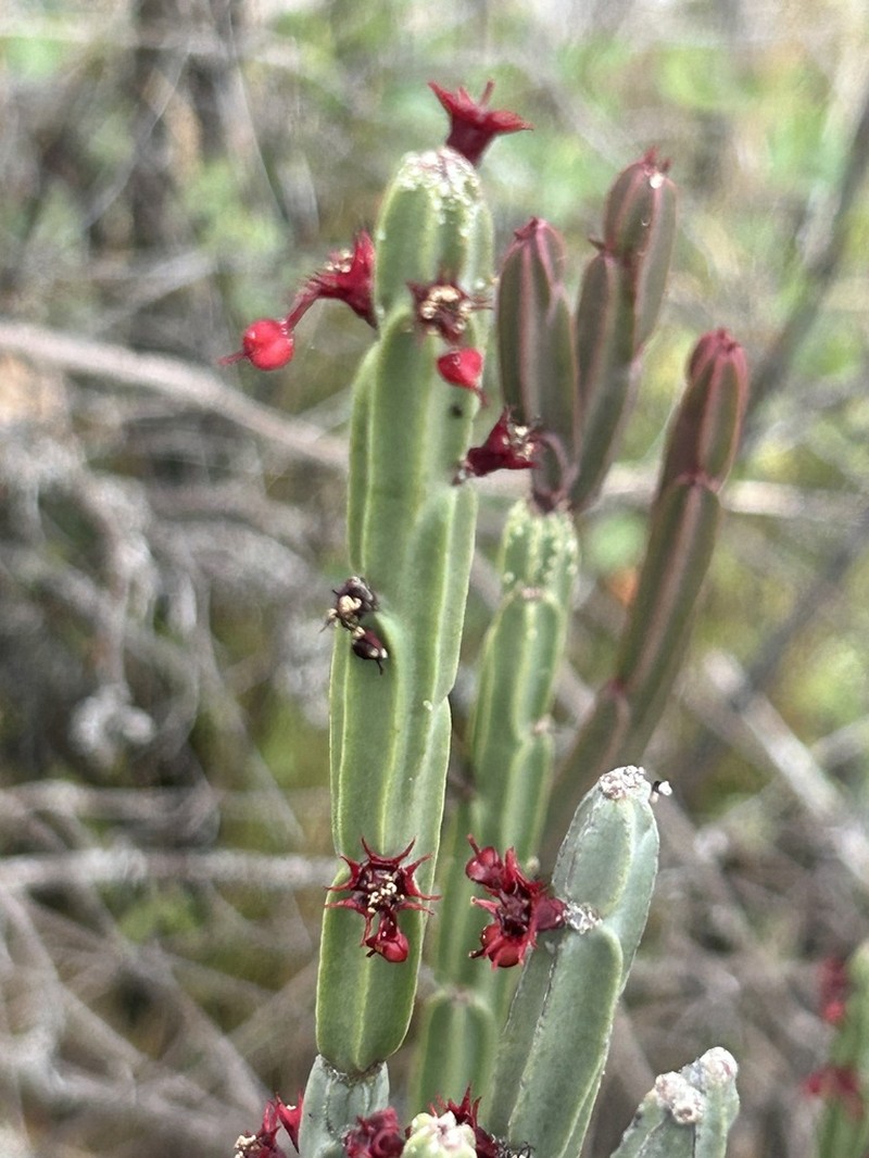 Euphorbia attastoma photo 6
