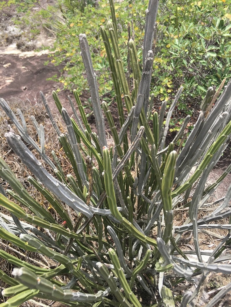 Euphorbia attastoma photo 7
