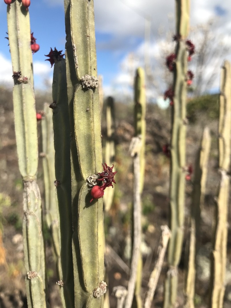 Euphorbia attastoma photo 8