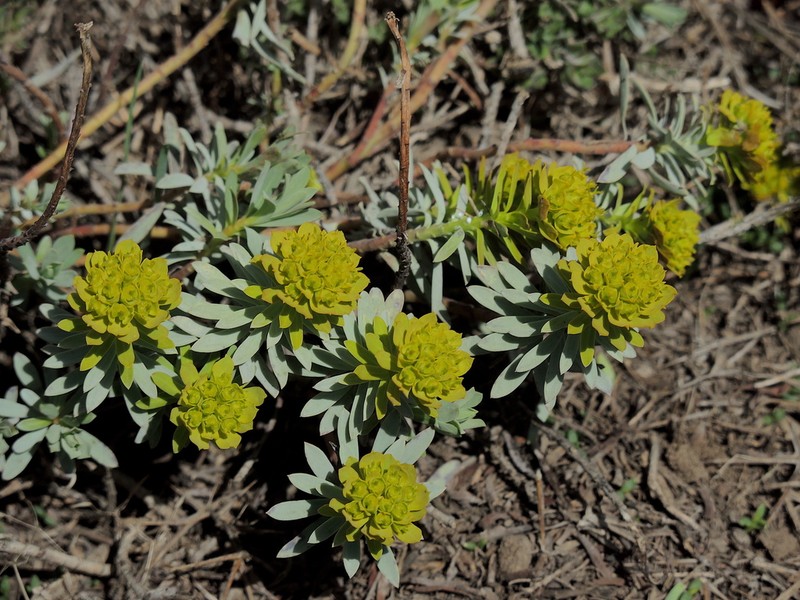 Euphorbia aucheri