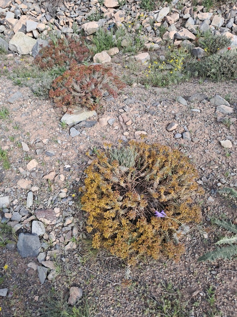 Euphorbia aucheri photo 2