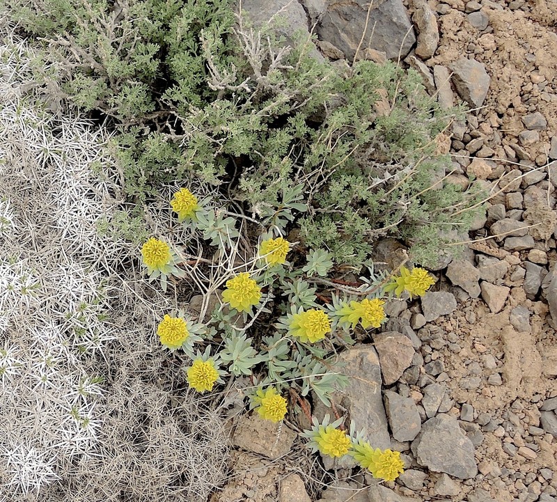 Euphorbia aucheri photo 3
