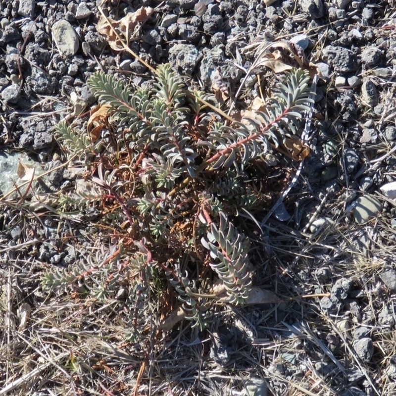 Euphorbia aucheri photo 4