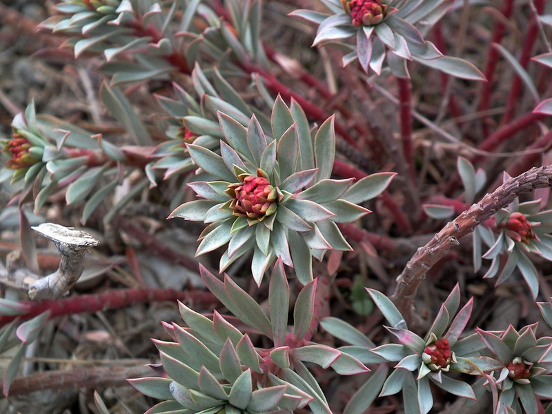 Euphorbia aucheri photo 5