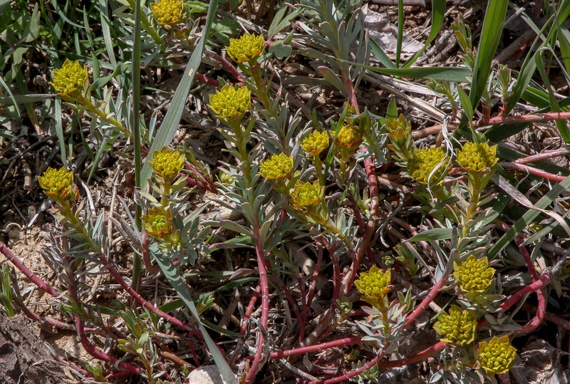 Euphorbia aucheri photo 6