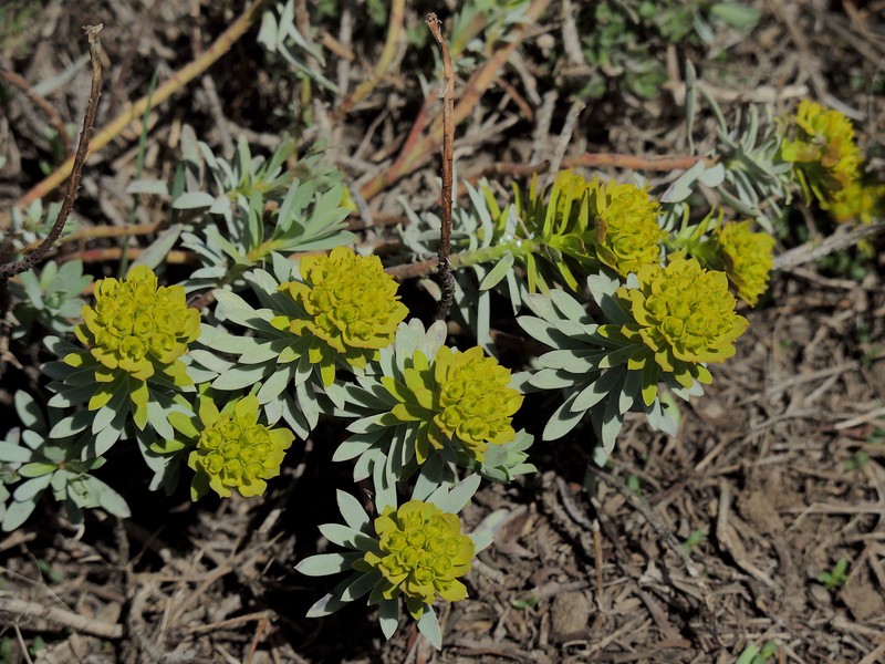 Euphorbia aucheri photo 8