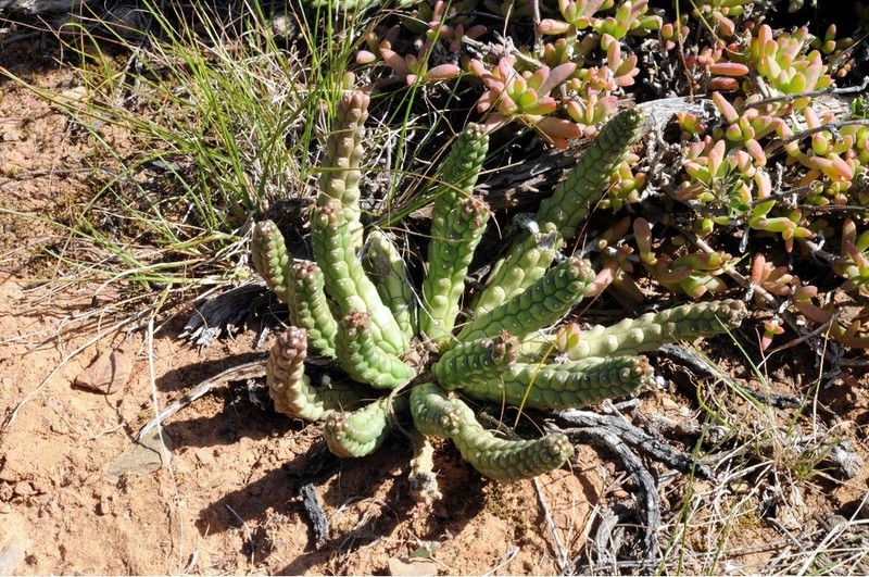 Euphorbia audissoui