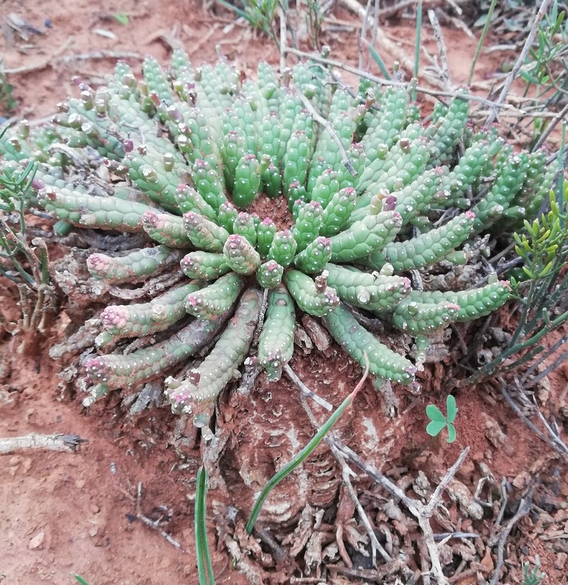 Euphorbia audissoui photo 2