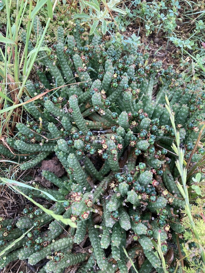 Euphorbia audissoui photo 3