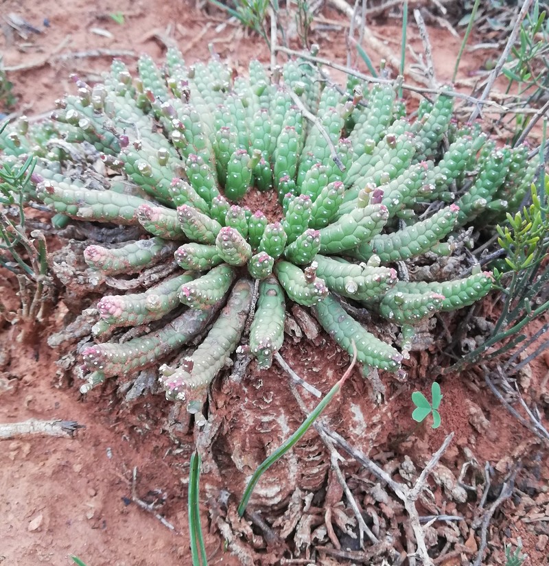 Euphorbia audissoui photo 5