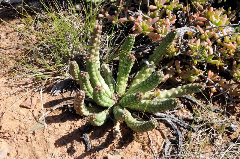 Euphorbia audissoui photo 6