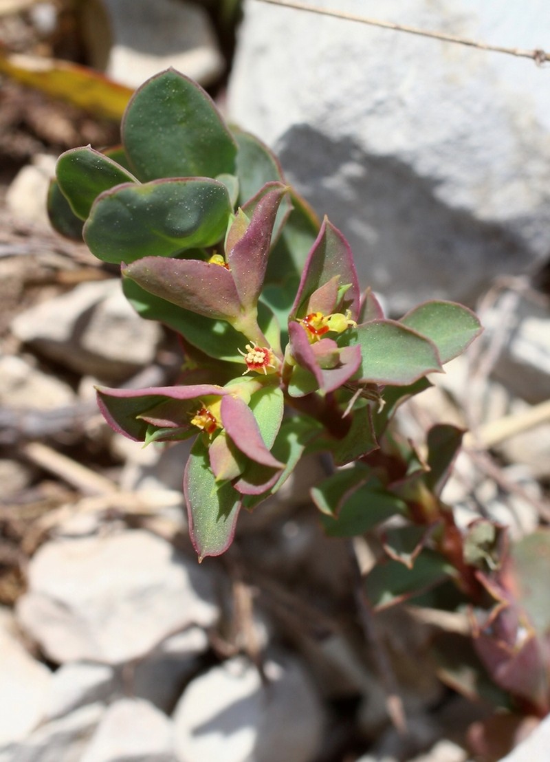 Euphorbia aulacosperma