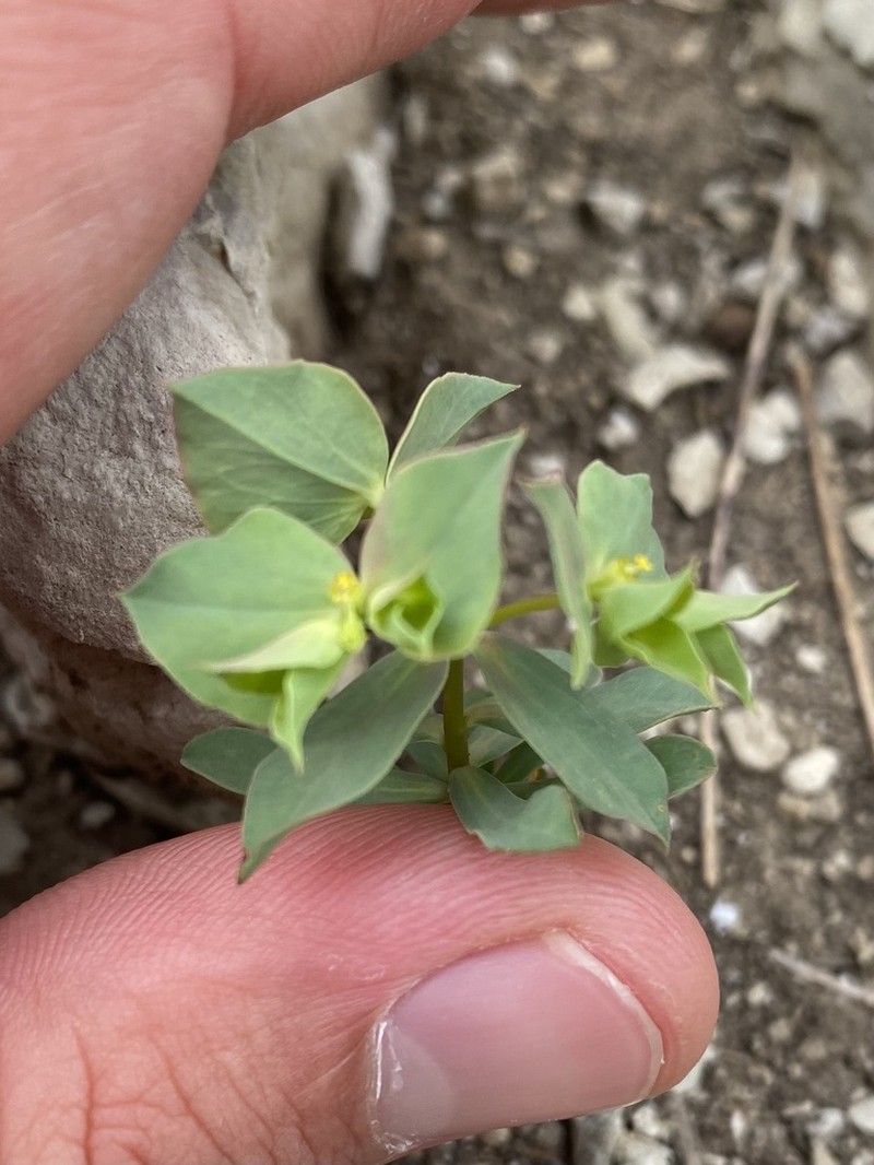 Euphorbia aulacosperma photo 2