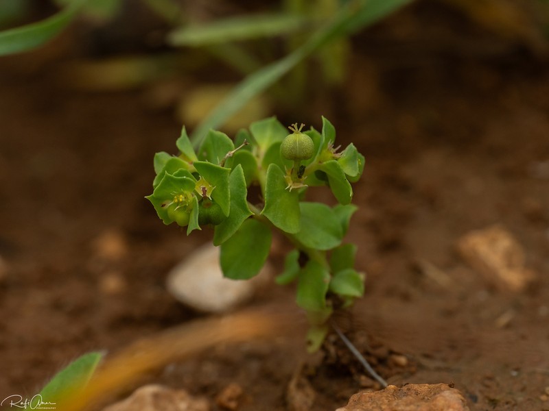 Euphorbia aulacosperma photo 3
