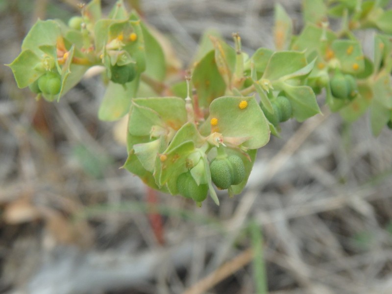 Euphorbia aulacosperma photo 4
