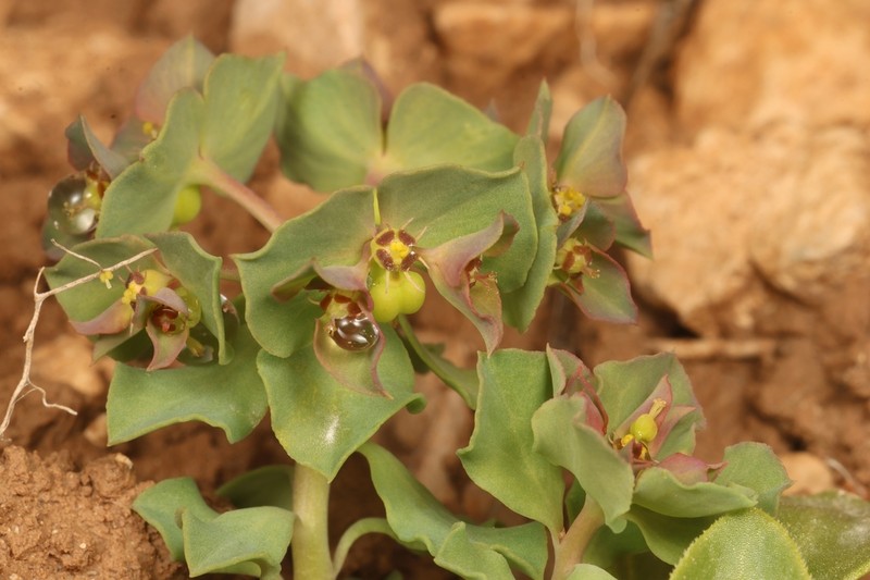 Euphorbia aulacosperma photo 5