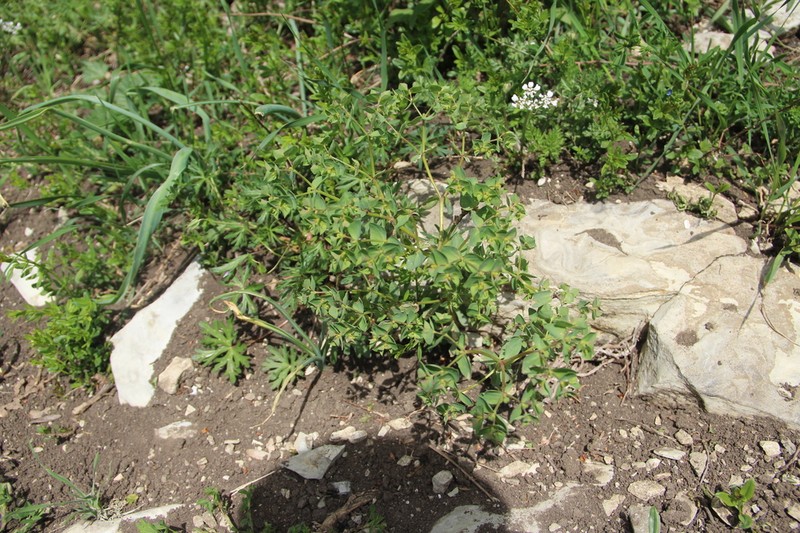 Euphorbia aulacosperma photo 6