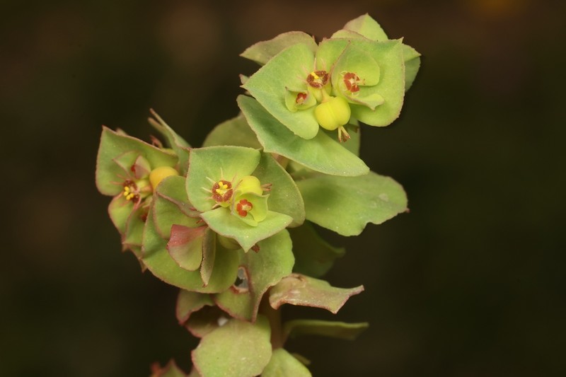 Euphorbia aulacosperma photo 7